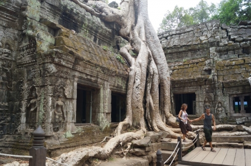 Храм Та Пром, фото 17. Дерево Таксономия