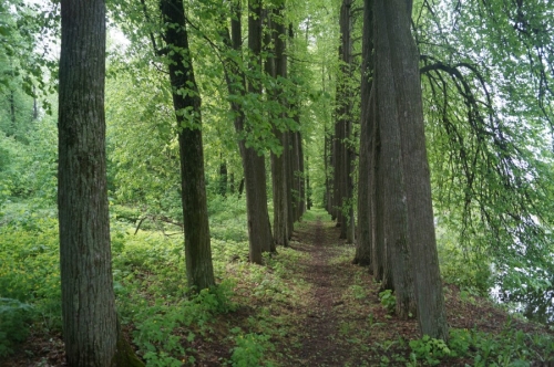 Аллея парка Бестужевых-Рюминых в деревне Кудрешки