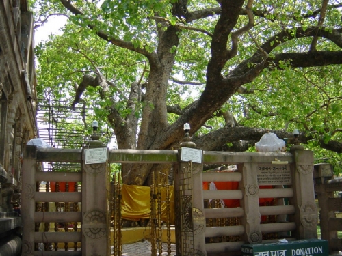 Дерево Бодхи (дерево Пробуждения)