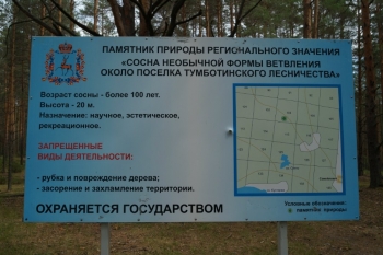 Табличка у матери-сосны, Павловский район