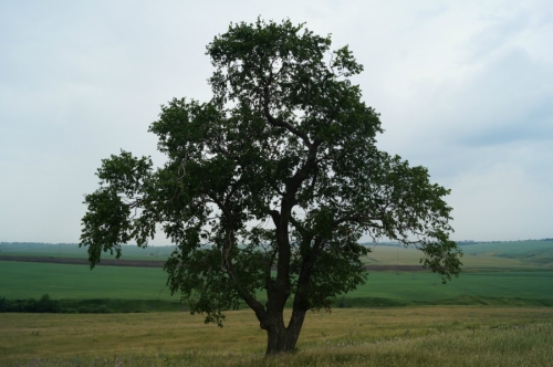 Священный вяз Кургонсат, фото 2