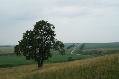 Священный вяз Кургонсат, фото 4