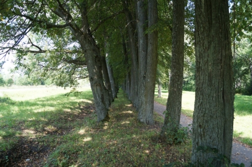 Аллея в приусадебном парке