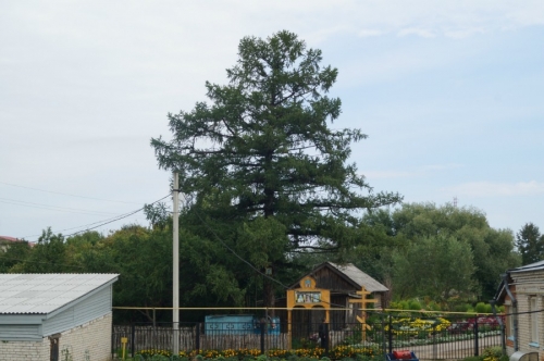 Лиственница царевича Алексея. Фото со Святой канавки