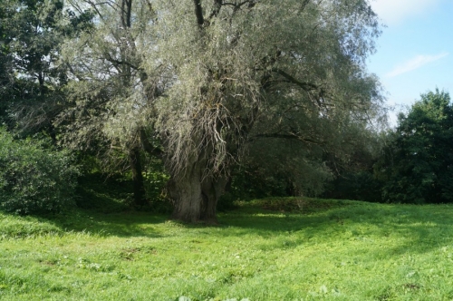 Это ветла, живущаяуже более 200 лет, немая свидетельница пребывания Пушкина в Болдине.