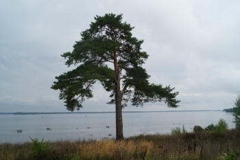 На берегу Волги. Сосна Хмелевская