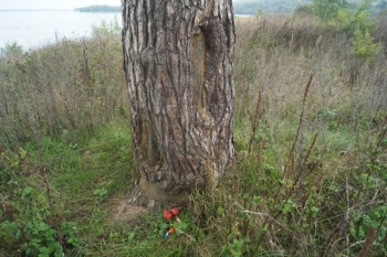 Марийская священная сосна Хмелевская