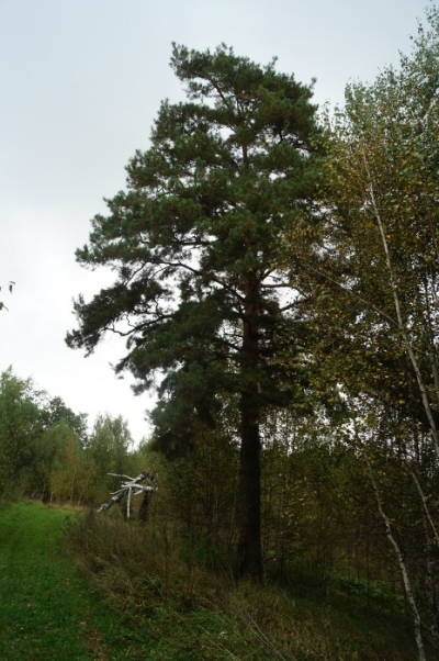 Марийская священная сосна и береза Цепелевские