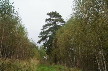 Марийские священные береза и сосна Цепелевские. Фото 2