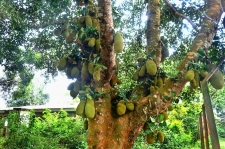 Хлебное дерево