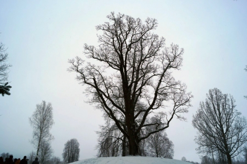 Дуб уединённый