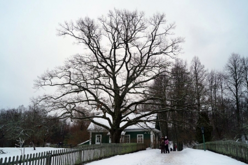 Претендент номер один на Лукоморский дуб