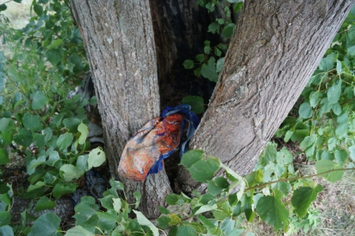 Марийская священная липа Апшатнерская