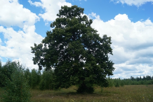 Липа Апшатнерская