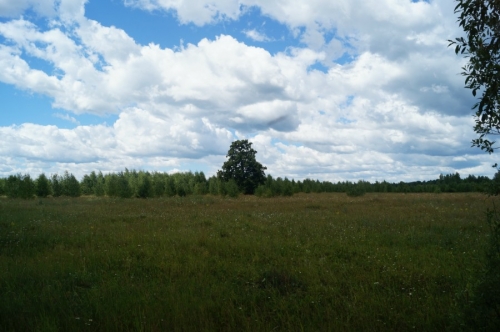 Вид на Апшатнерскую липу с дороги на Кузнец