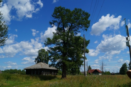 Огромная лиственница на въезде в деревню Кузнец