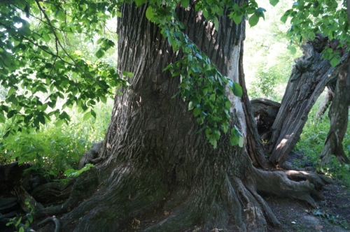 Корни Апшатнерского дуба