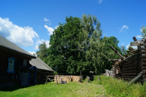 Дуб Апшатнерский в деревне Кузнец. Фото 3