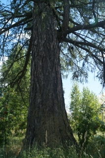 Лиственница Юронгская. Фото 2