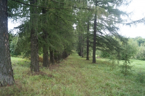 Аллея, ведущая вниз к реке Пьяна