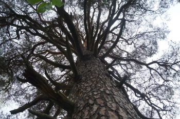 Исполинская сосна