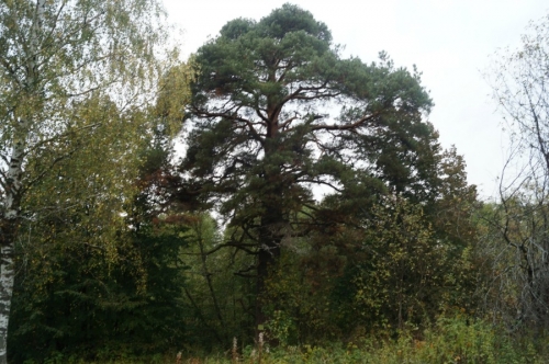 Сосна-долгожитель в деревне Улангерь. Фото 2