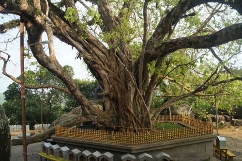 Дерево Бо Возраст 2300 лет