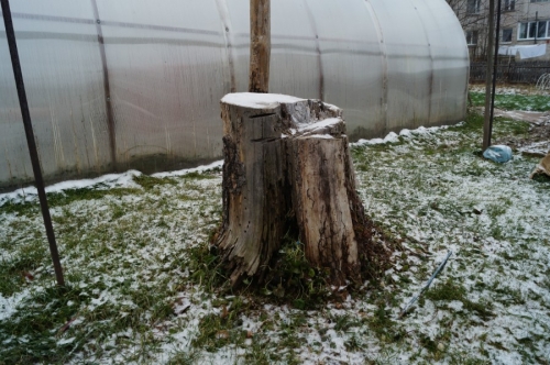Кедр-долгожитель в городе Семенов