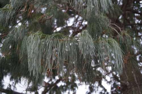 Потомок Кедра-долгожителя. Возраст ок. 40 лет