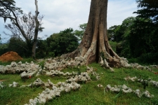 Эритрина или Коралловое дерево (лат. Erythrina)