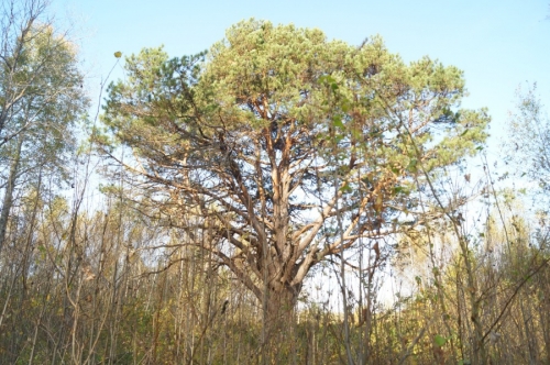 Графская сосна за деревней Шехонка