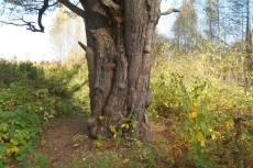 Ствол Графской сосны