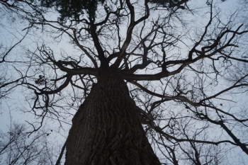 Крона Хохловского дуба