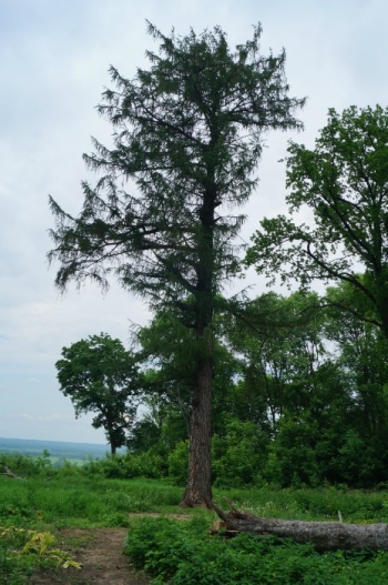 Лиственница в усадьбе Подвязье