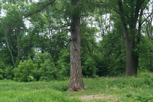 Дерево желаний в усадьбе Приклонских-Рукавишниковых в Подвязье фото 2