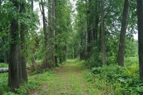 Аллея в усадьбе Приклонских-Рукавишниковых в Подвязье фото 2