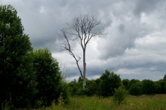 Все что осталось от дерева