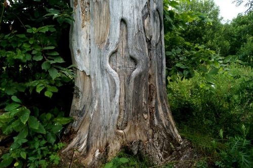 Вырезанный крест на мифическом Череватовском вязе