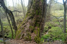 Основание дерева- великана в д. Копосово