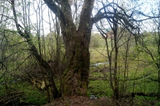 Диаметр ствола ок. 1,5 метра.