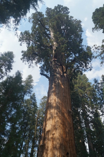 Дерево генерала Шермана (General Sherman Tree)