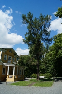 Лиственница посаженная А.С. Пушкиным в Б. Болдино