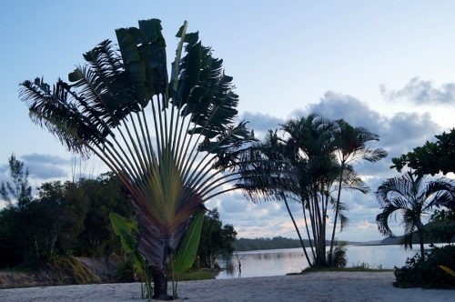 Пальма Ревенала