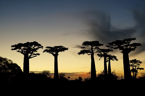 Закат на аллее баобабов