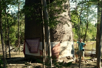 Почитаемый 1500-летний баобаб