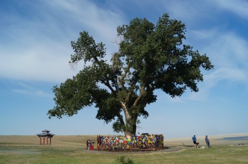 Священный одинокий тополь. Калмыкия