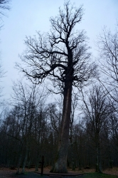 600 летний дуб-Патриарх в Беловежской Пуще