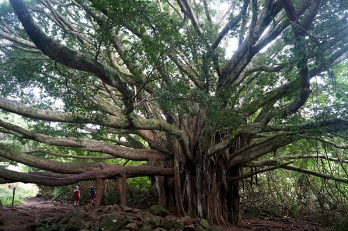 Чудо-дерево на Pipiwai Trail