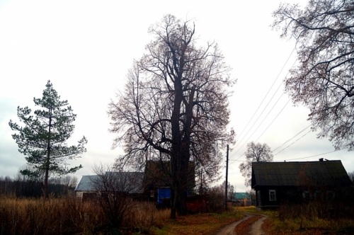 Липа мелколистная (Tilia cordata Mill.) в д. Сидорово. Входит в реестр удивительных деревьев России