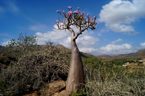 Цветущее бутылочное дерево на плато Мами